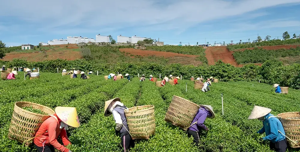 Organic farms avoid toxic inputs, improve soil health, grow clean, sustainable food that supports nature.