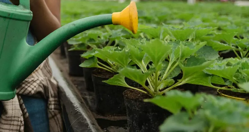 Organic farms avoid toxic inputs, improve soil health, grow clean, sustainable food that supports nature.